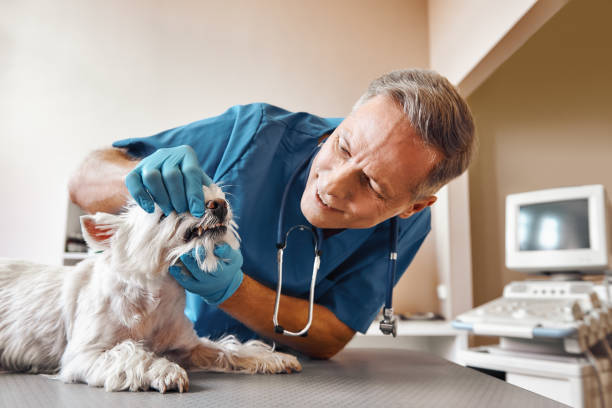  Ocean Springs, MS Emergency Dentist Pros